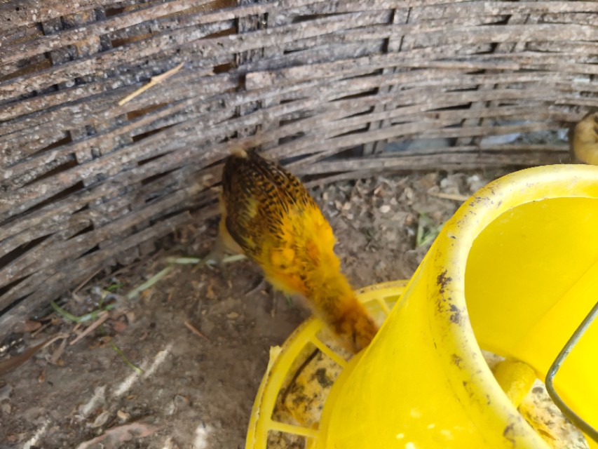 如何喂养小鸡成活率高,出壳小鸡怎么养成活率高