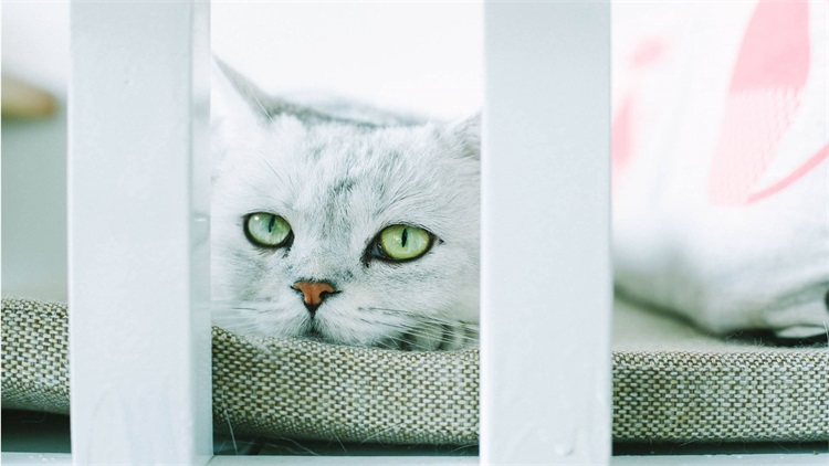 自己给猫洗澡的省钱妙招,用醋给猫洗澡的作用