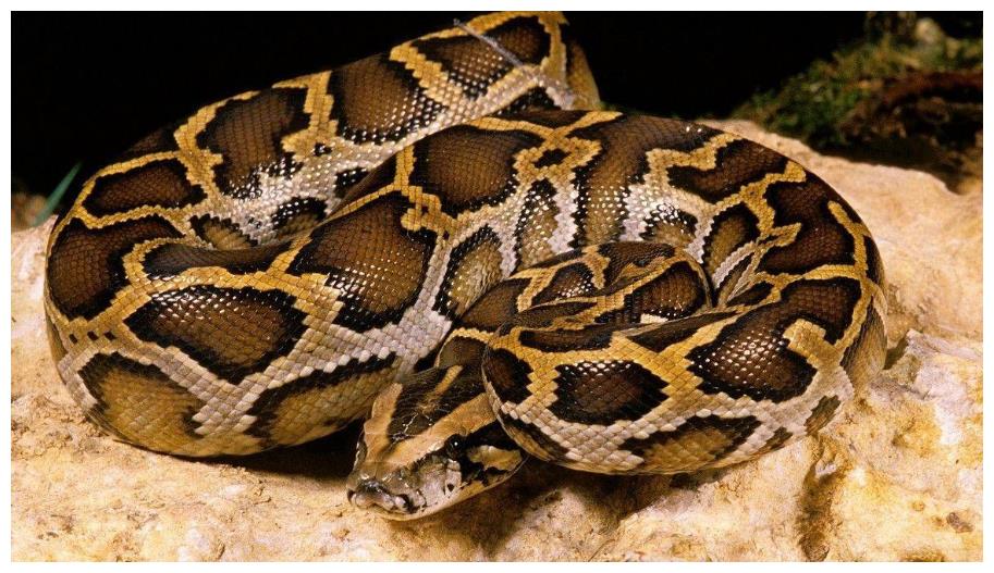 13公斤巨蟒闯入农家生吞活山羊,云南巨蟒吞了三只羊