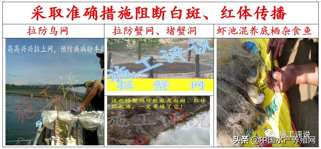 对虾养殖红体消毒用什么好,对虾红体病的原因和治疗