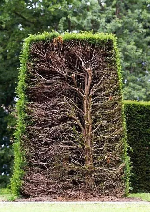 珠峰顶部岩石,珠峰顶部什么样子