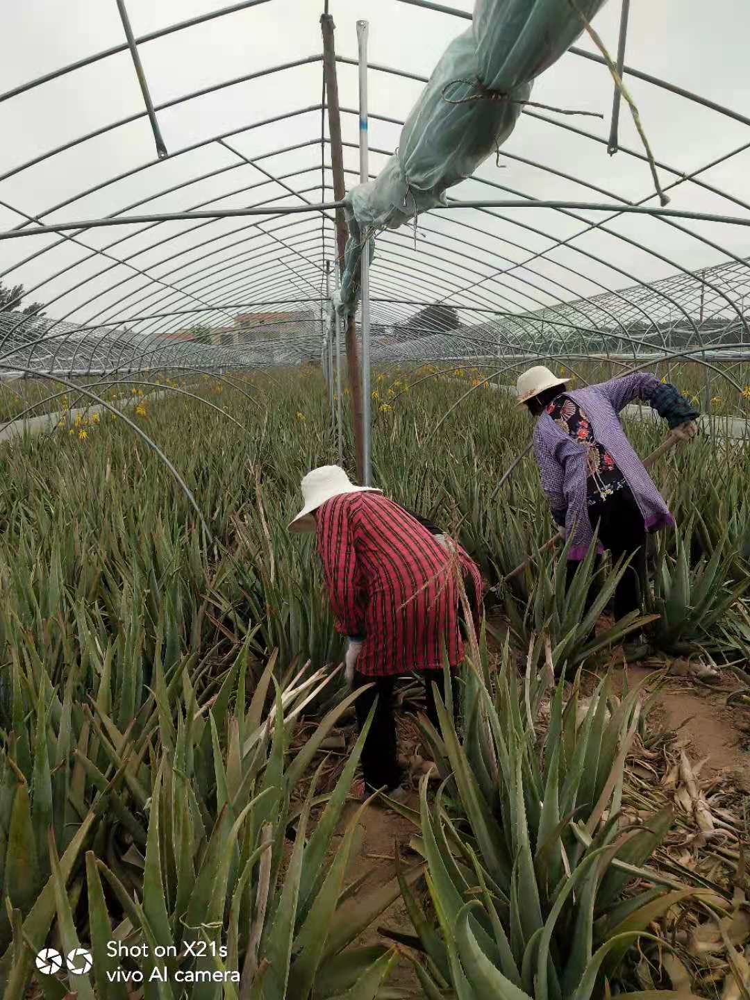 芦荟植物盆栽稀有,芦荟稀有品种老桩