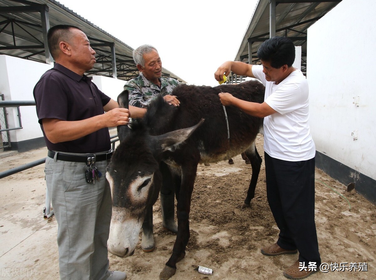 驴常见病治疗大全,毛驴的养殖过程中容易得哪些疾病