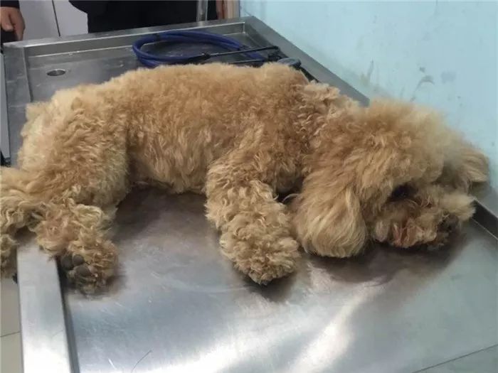 铲屎官涂完护手霜后摸狗,竟导致爱犬木糖醇中毒,细节处见真爱