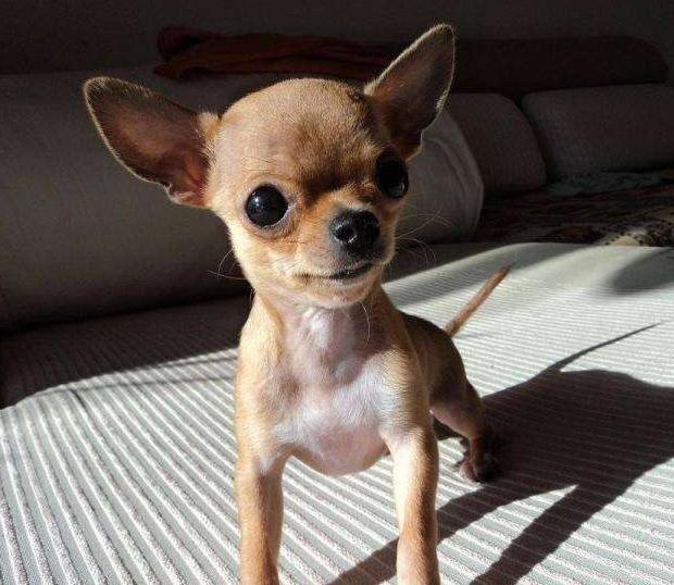 十大最适合懒人吉娃娃养的狗排名,这5种宠物狗生命力顽强