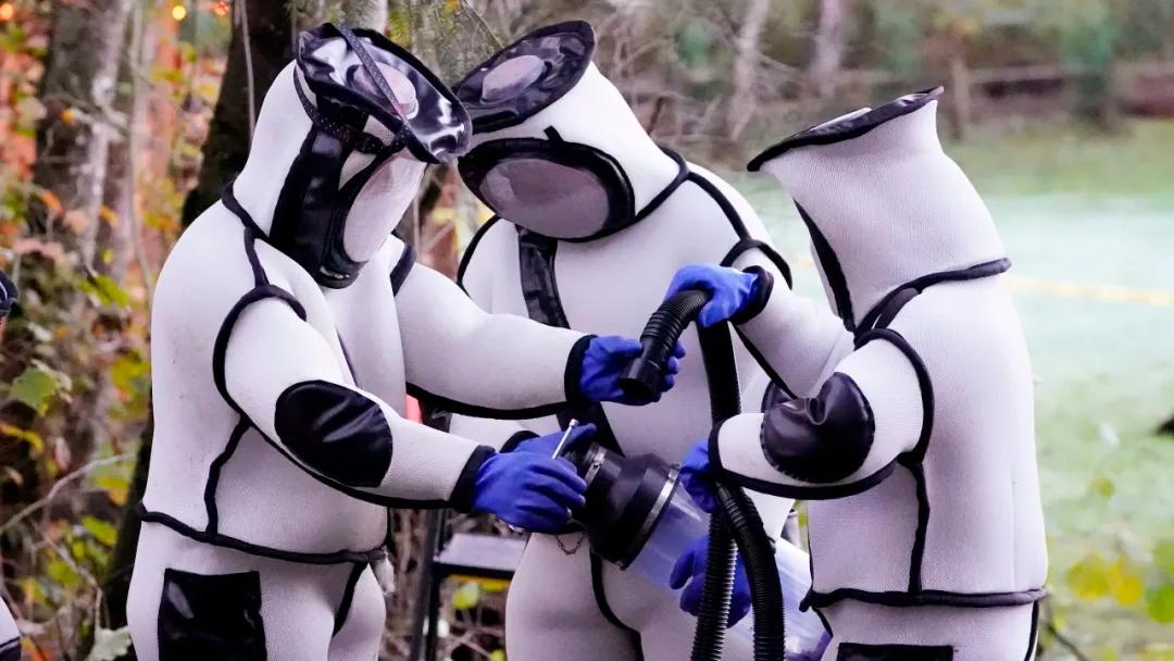 杀人蜂为什么那么可怕,杀人蜂到底有多厉害