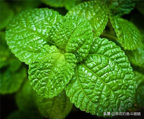 薄荷怎么种才能让它长得茂盛,刚种薄荷浇水的正确方法