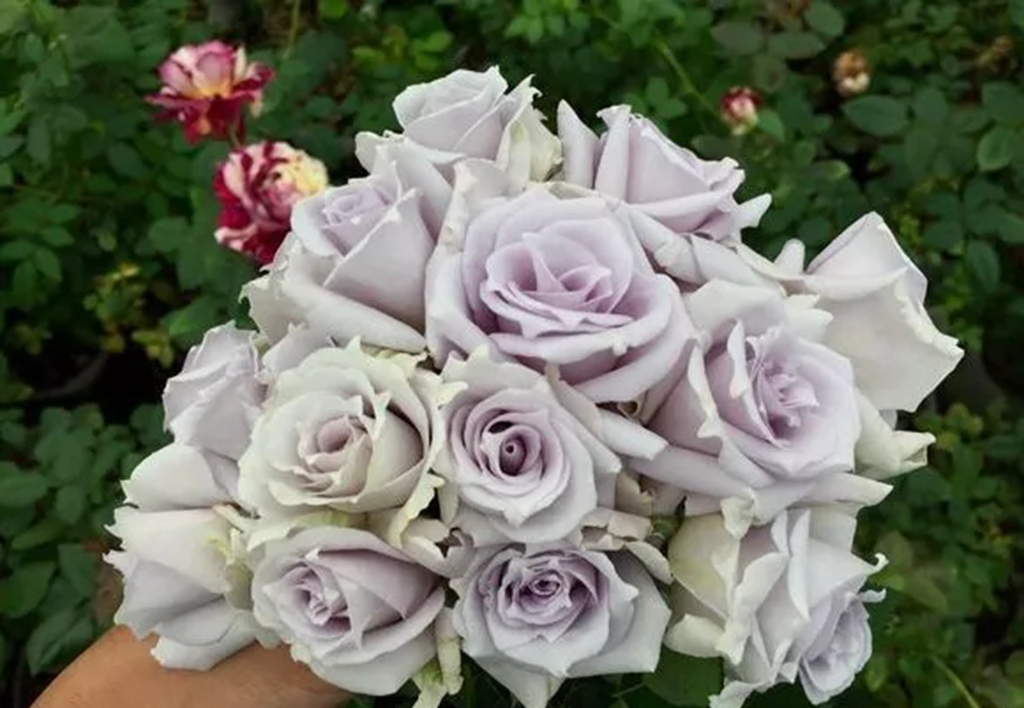 100种月季品种大全集,适合地栽的蓝紫色月季有哪些