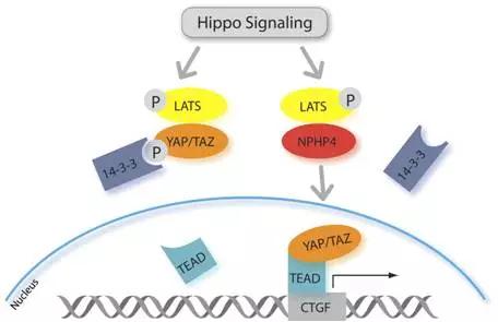 硬货的解析,硬货必买的10种
