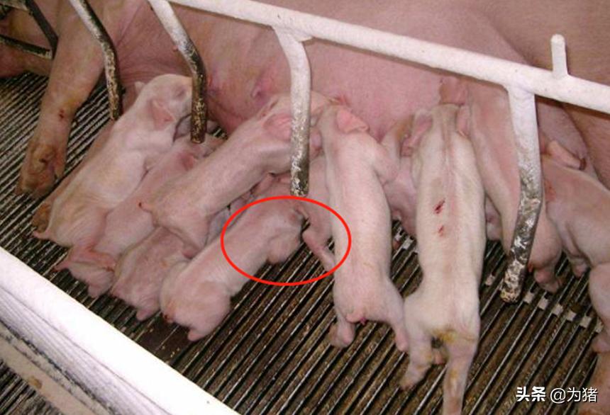 刚出生小猪瘫软怎么办,刚出生小猪后趴蹄怎么治疗