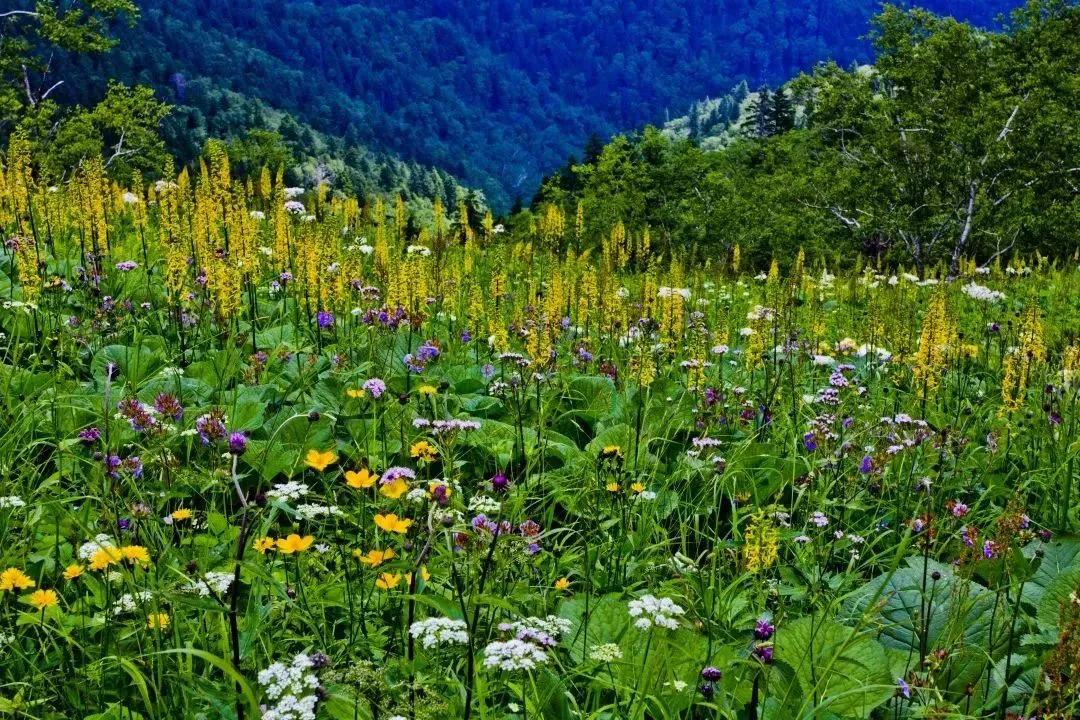 五一旅游如何去长白山,白山市4天旅游攻略