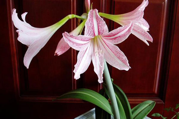 朱顶红叶子太长了怎么处理,怎么才能把朱顶红叶子养得宽短