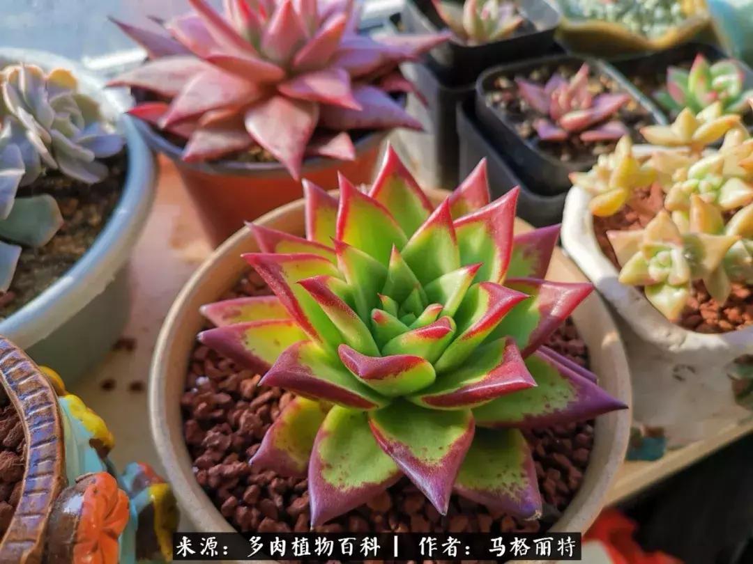 北方阳台多肉怎么过冬,北方阳台多肉