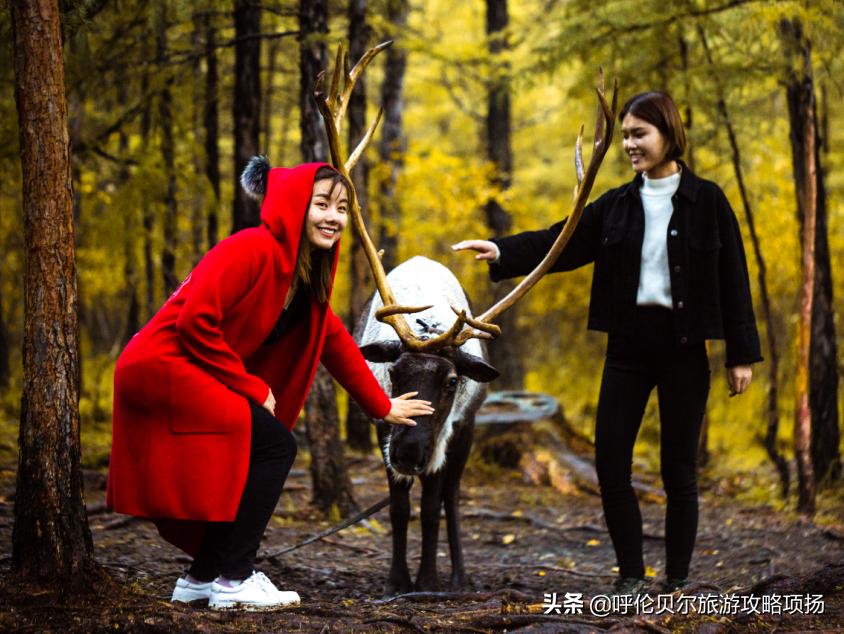 游呼伦贝尔大草原作文游览顺序,呼伦贝尔大草原游览视频