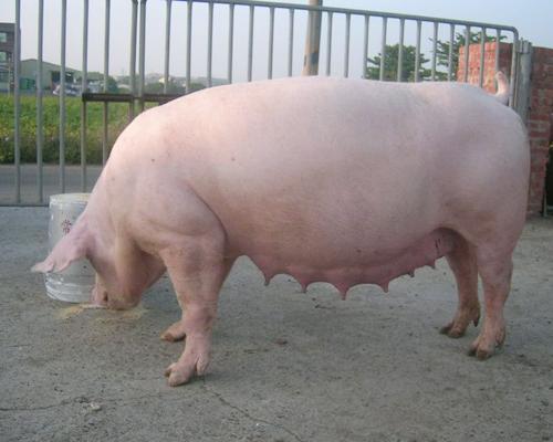 猪呕吐是怎么回事啊,猪呕吐是什么原因呢