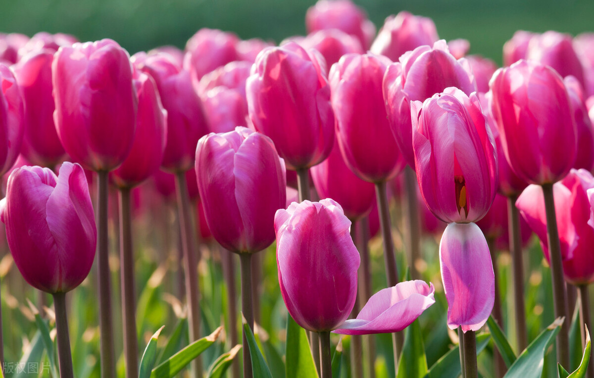 郁金香花语永恒的爱解读,郁金香生日祝福