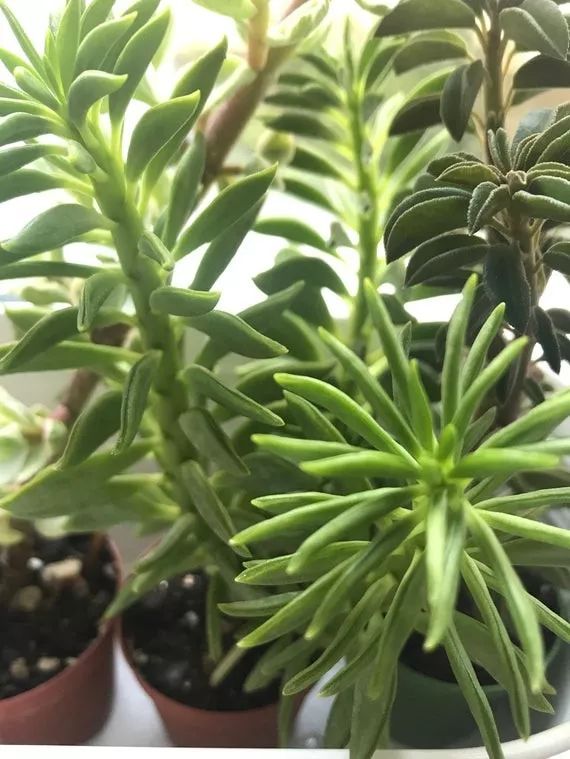 欢乐豆绿植的移植方法,欢乐豆是什么植物