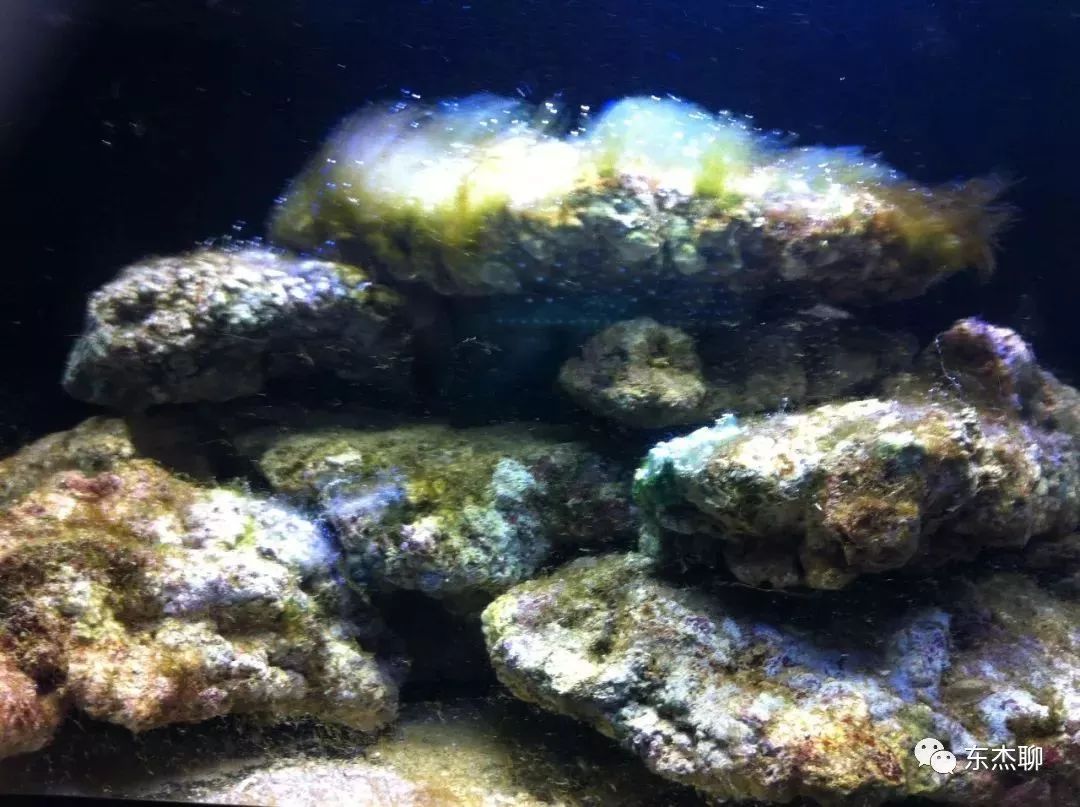 鱼缸中褐藻和绿藻的区别,海水藻缸褐藻需要清理吗