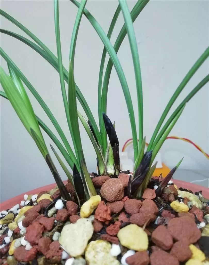 贵州早年下山的一颗血红花春兰,曾千金难买一苗