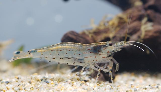 硬壳罗氏虾和软壳罗氏虾的区别,罗氏虾鳌虾甜虾有什么不同