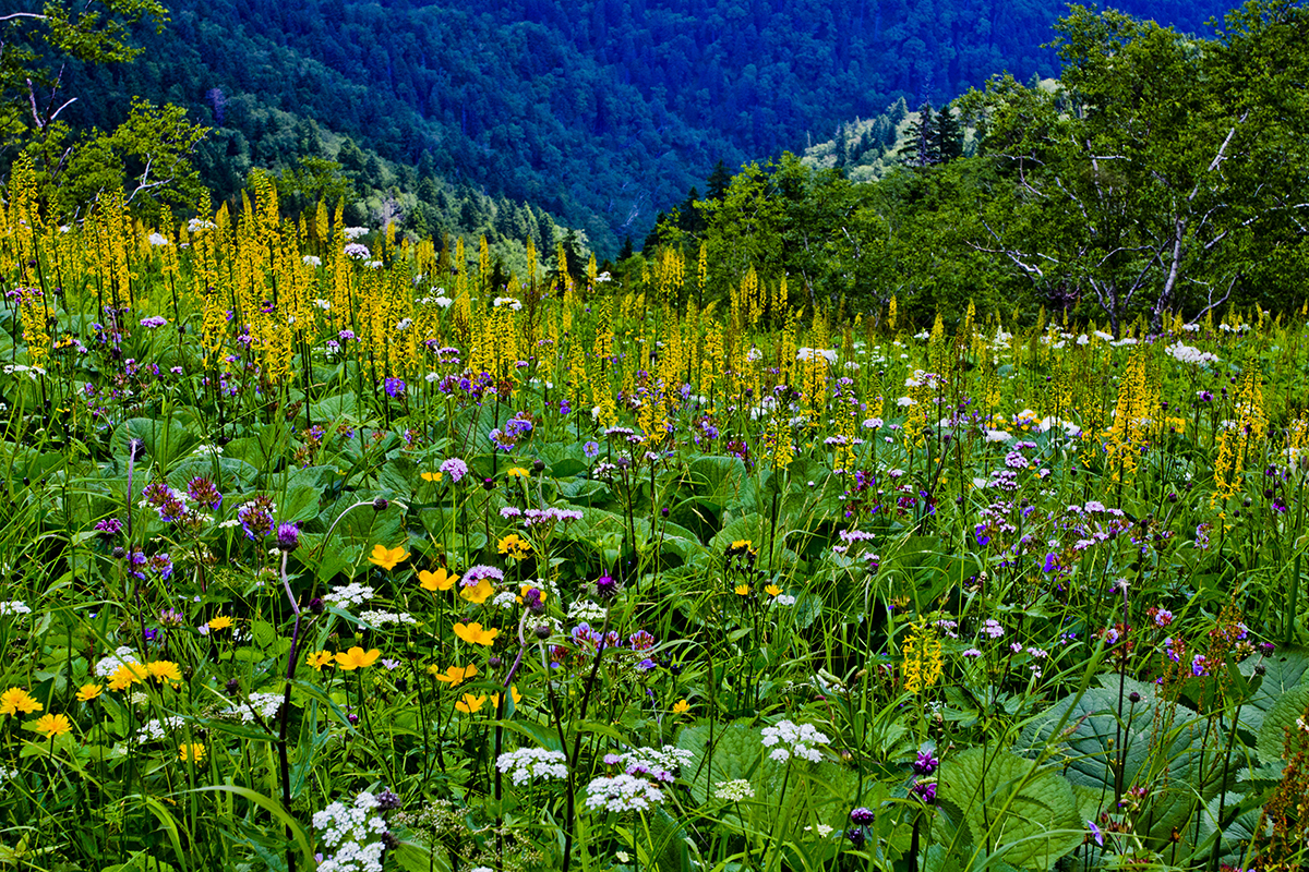 东北地区海拔最高的几座山峰,东北十大最高的山