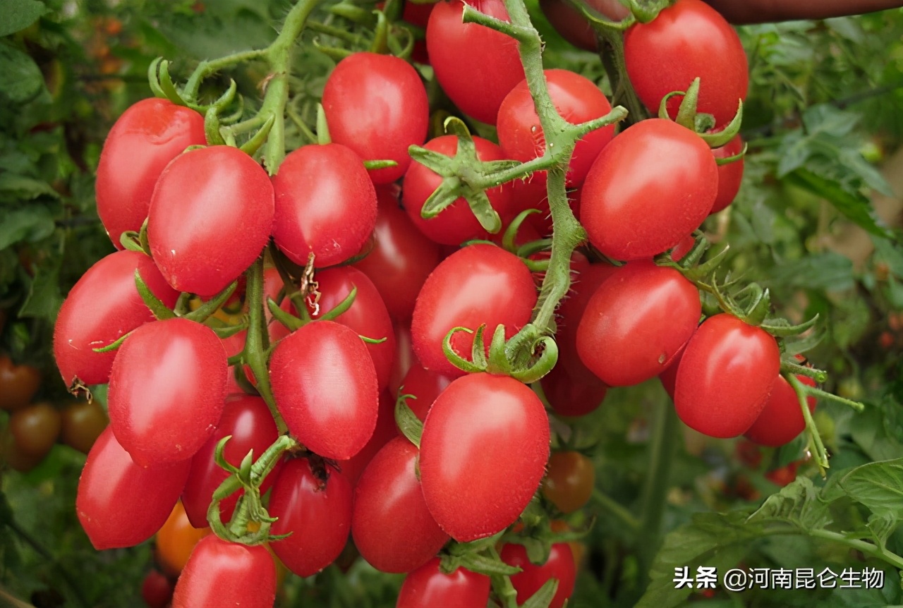 圣女果专用膨大剂有哪些？膨大素什么时候用好？膨大用什么肥料？