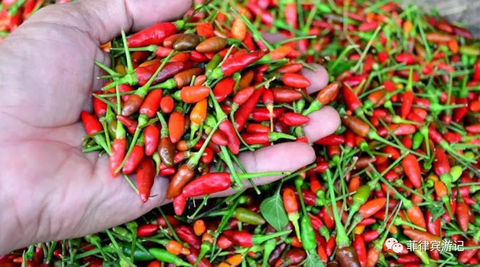 菲律宾青菜价格表,菲律宾蔬菜为什么那么贵