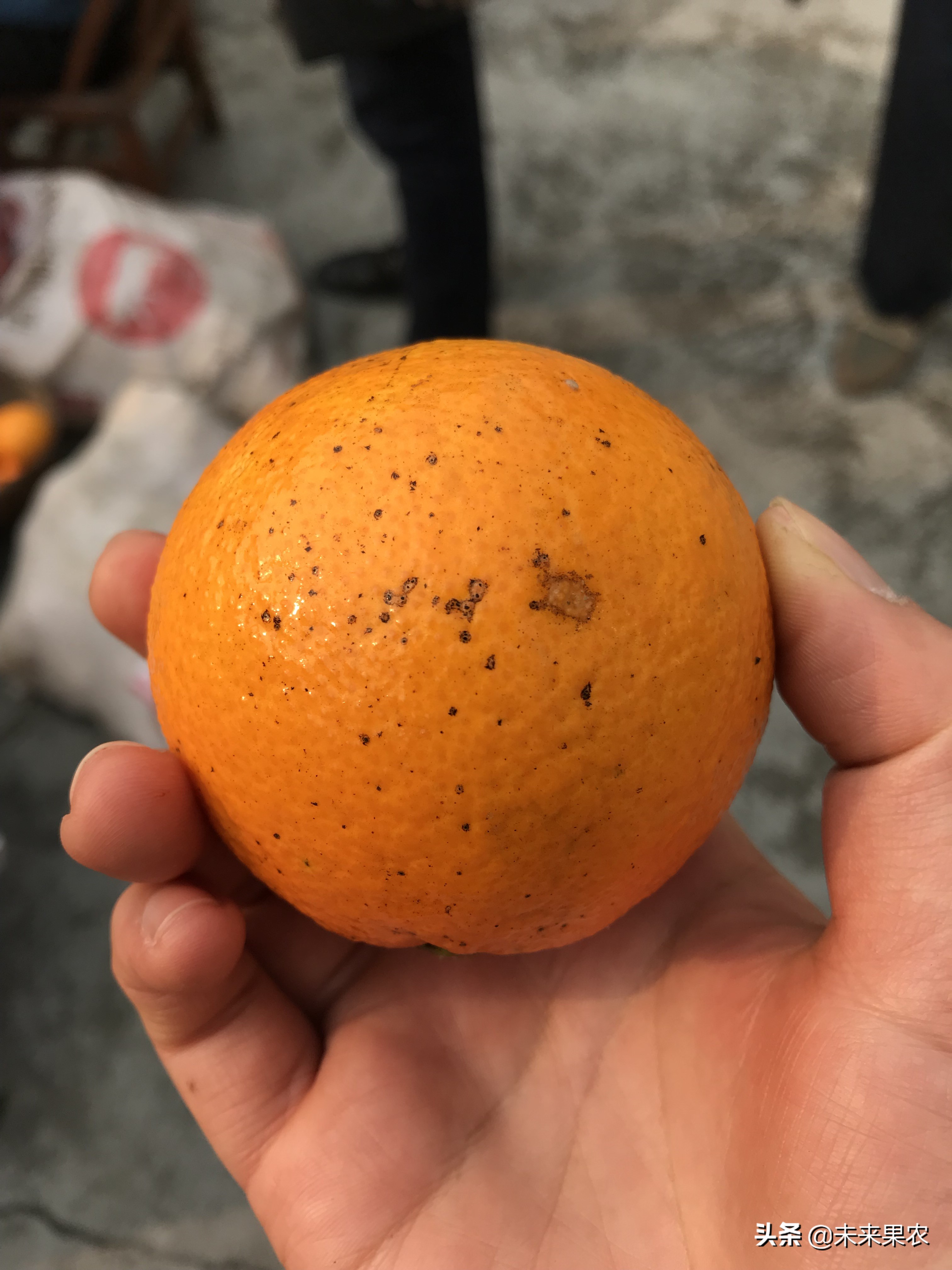 柑橘果子上长黑斑点是什么原因,柑橘果实有青斑点怎么防治