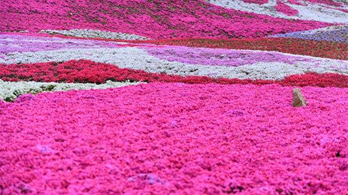 景观草花图,地被类的花草图片