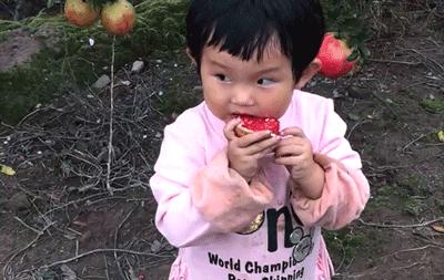 突尼斯软籽石榴真的是很甜很甜,突尼斯软籽石榴口感细腻好吃到爆