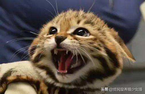 猫为什么会长那么长的胡须,为什么猫长胡须