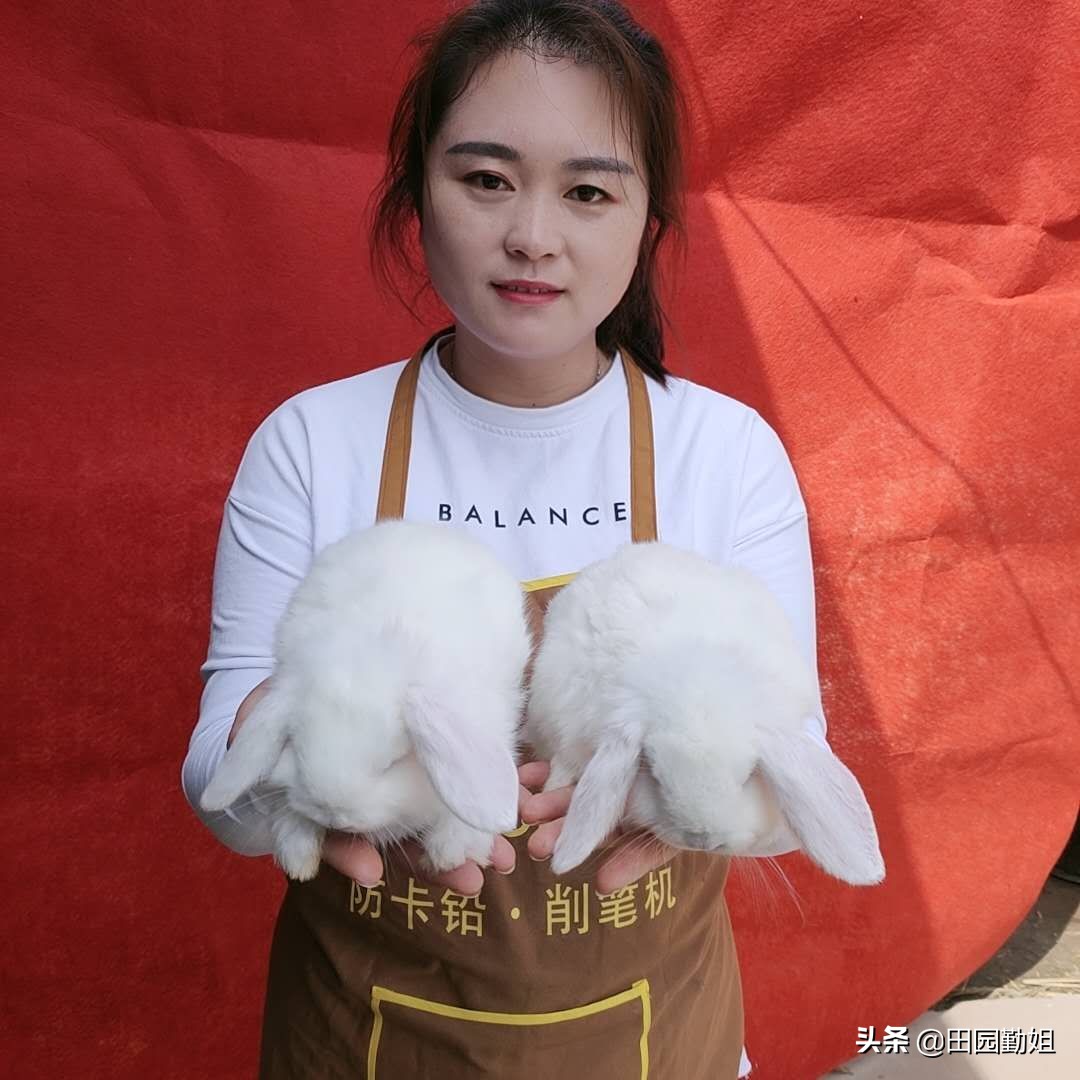 田园勤姐养兔技术视频,田园勤姐养兔技巧