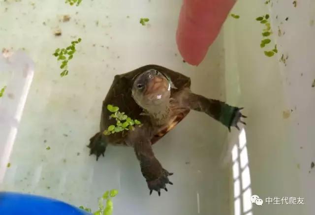 白色环境和黑色环境养出来的龟,古法养龟环境布置