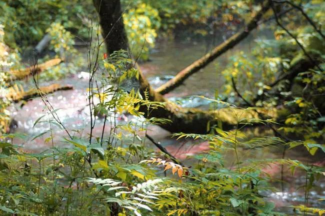 仙鹤起舞水粉画,仙鹤起舞展翅飞