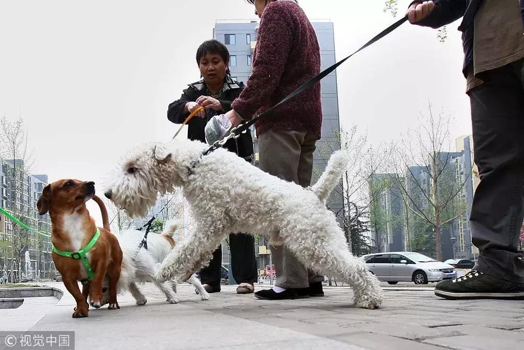 赔了20万！狗狗只是起身走了两步，老人摔成9级伤残！网友炸锅…