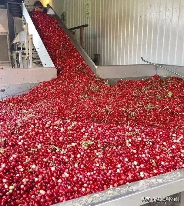 蔓越莓小知识,蔓越莓的秘密