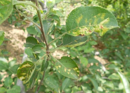 苹果树叶上的黄斑点是什么病害,苹果叶有斑点怎么回事