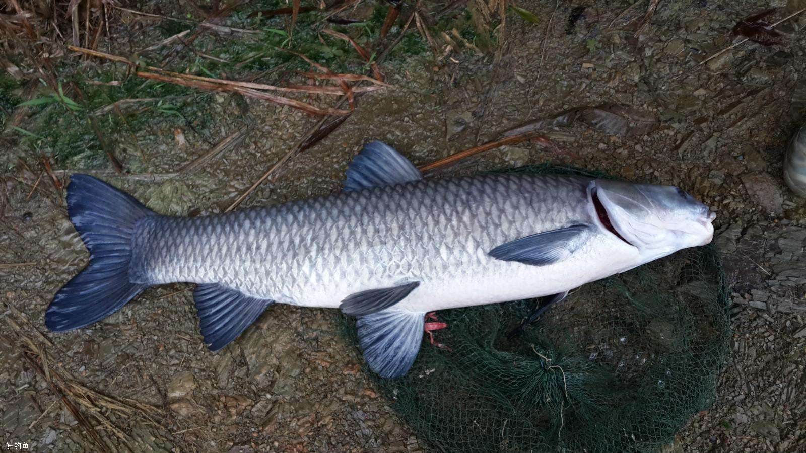 垂钓小鱼的技巧,钓小鱼如何避免跑鱼