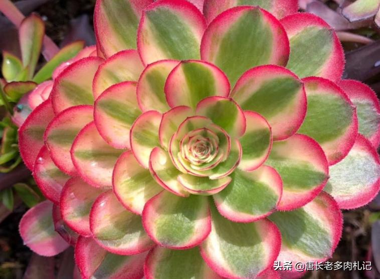 多肉法师舍不得买老桩？秋天入手小的也行，拿回家这样种很快服盆