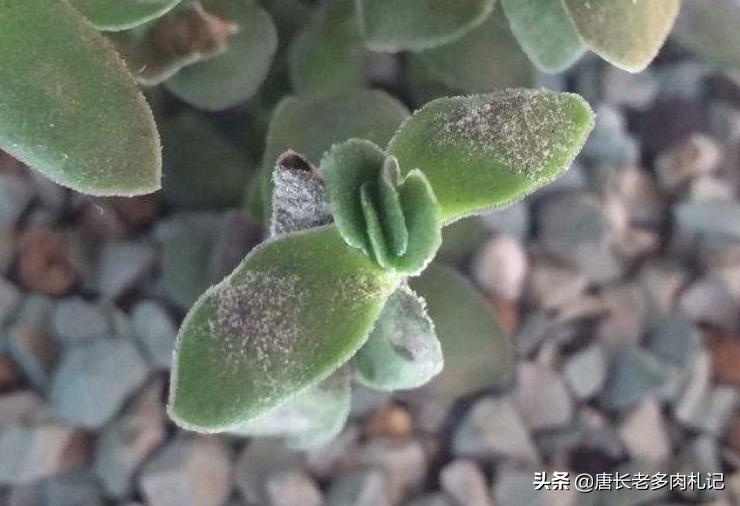 多肉天狗之舞不停的长侧芽,多肉品种天狗之舞