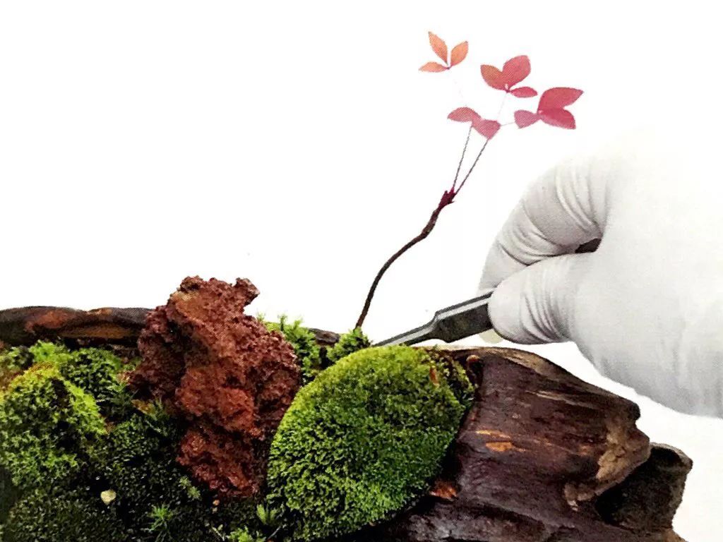 枯木也能逢春，仅需要一点点苔藓，将其制作成为独特的苔藓盆景！
