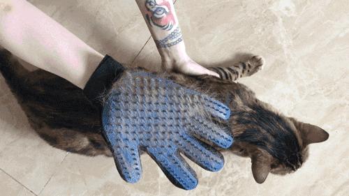 猫毛进肺辟谣,猫毛吸进肺里怎么办