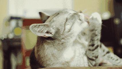 猫癣传染人如何才能治好,猫癣怎么治才不会复发