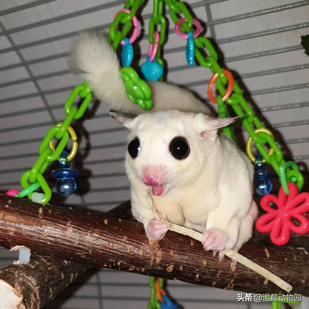 蜜袋鼯怕人怎么克服,蜜袋鼯刚到家怕狗