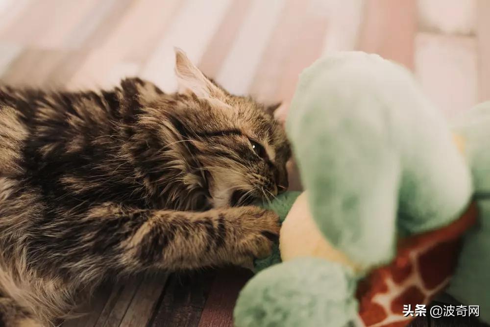 猫咪为什么掉毛特别厉害,猫咪打架掉毛秃了很大一块