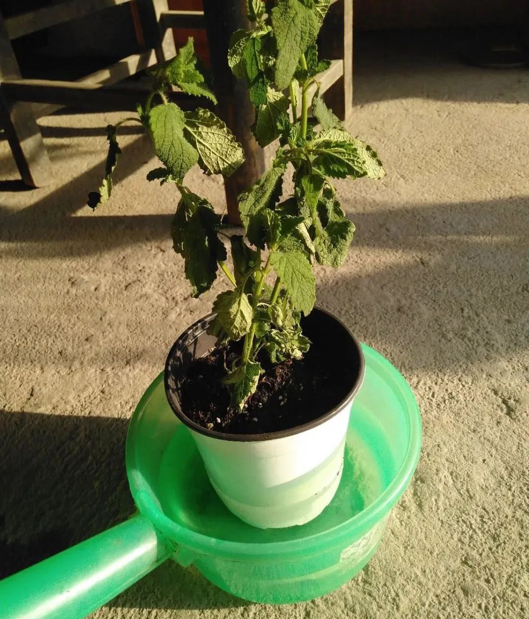 夏天被紫外线晒伤怎么办,夏天植物晒伤了怎么办