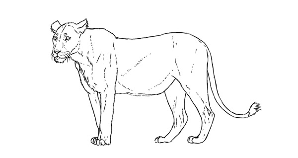 手把手教你如何绘图,绘图基础入门教程