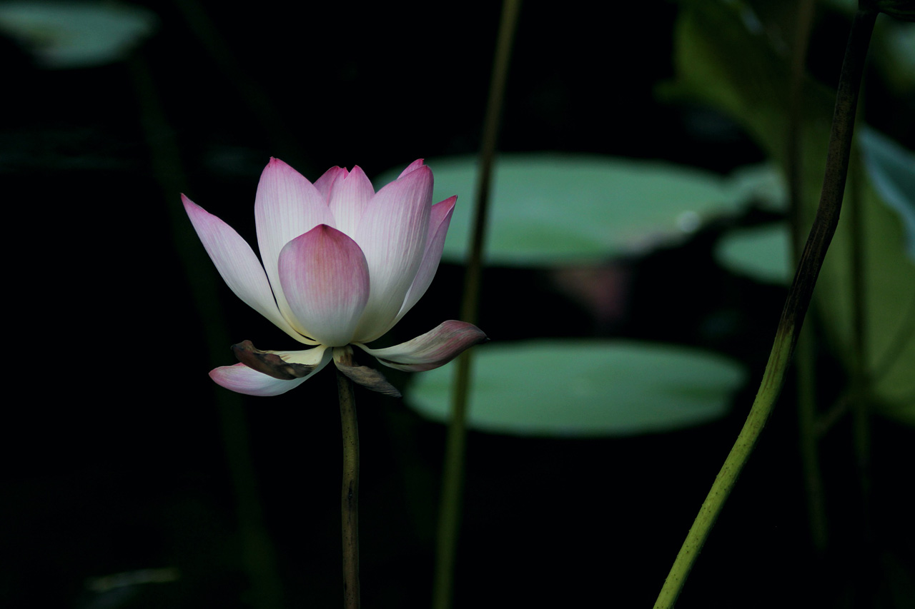 佳能aps-h的尺寸,佳能aps-h