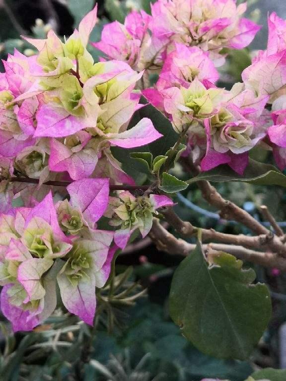 买花经验要牢记,网购花卉如何避坑