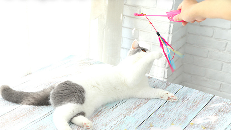 猫咪食欲不振怎么办豆瓣,猫咪食欲不振越来越瘦吃什么药